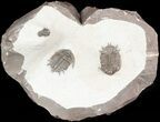 Two Basseiarges Trilobites With Cyphaspis - Jorf #46599-1